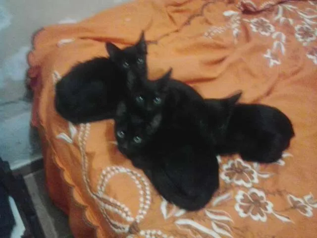 Gato ra a  idade 2 a 6 meses nome sem nomes