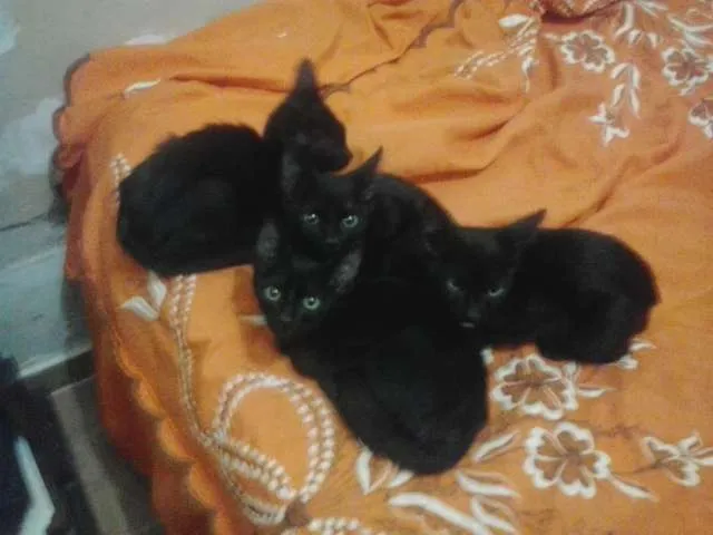 Gato ra a  idade 2 a 6 meses nome sem nomes