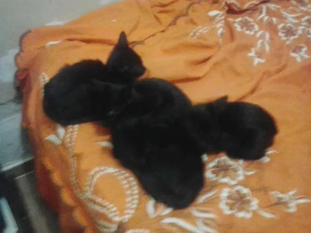 Gato ra a  idade 2 a 6 meses nome sem nomes