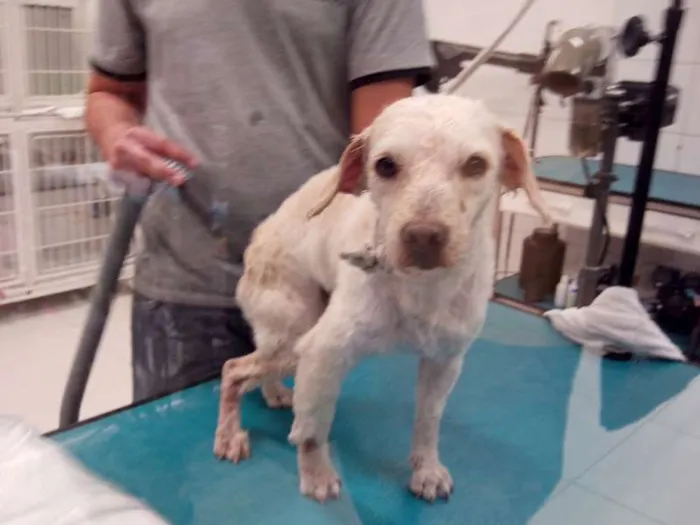 Cachorro ra a Poodle idade 4 anos nome não sabemos