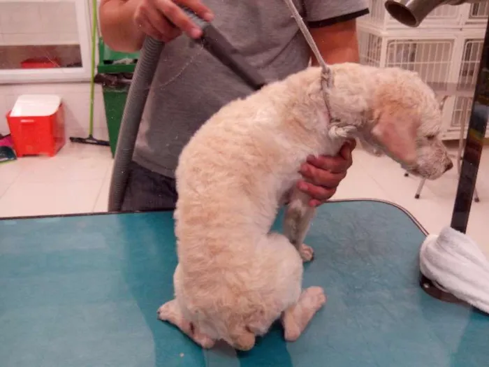 Cachorro ra a Poodle idade 4 anos nome não sabemos