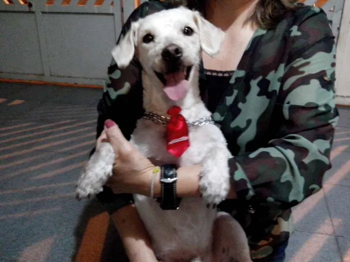 Cachorro ra a Poodle idade 4 anos nome não sabemos