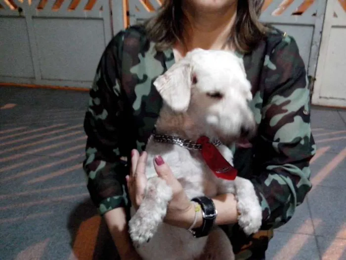 Cachorro ra a Poodle idade 4 anos nome não sabemos