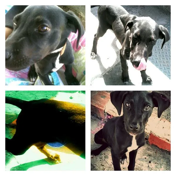 Cachorro ra a SRD idade 2 a 6 meses nome Bob