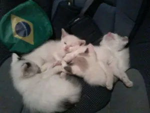 Gato raça sem raça idade Abaixo de 2 meses nome Sem nome