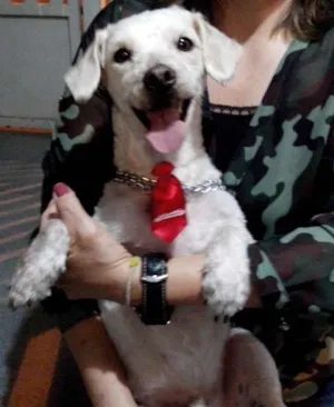 Cachorro raça Poodle idade 4 anos nome não sabemos