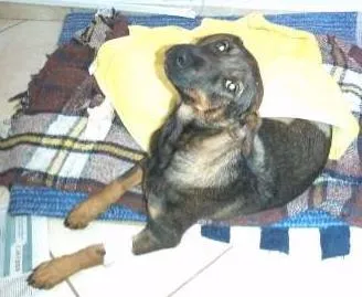 Cachorro ra a *** idade 1 ano nome ***