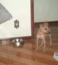 Lobinho