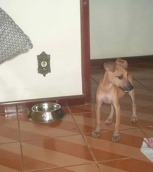 Cachorro raça Vira lata idade 2 a 6 meses nome Lobinho