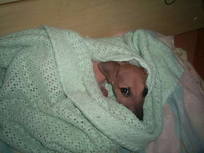 Cachorro raça Vira lata idade 2 a 6 meses nome Lobinho