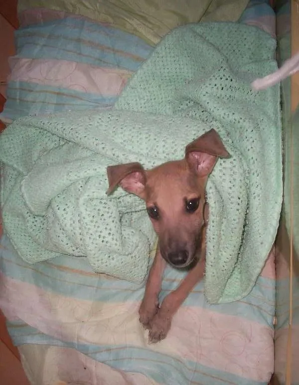 Cachorro raça Vira lata idade 2 a 6 meses nome Lobinho