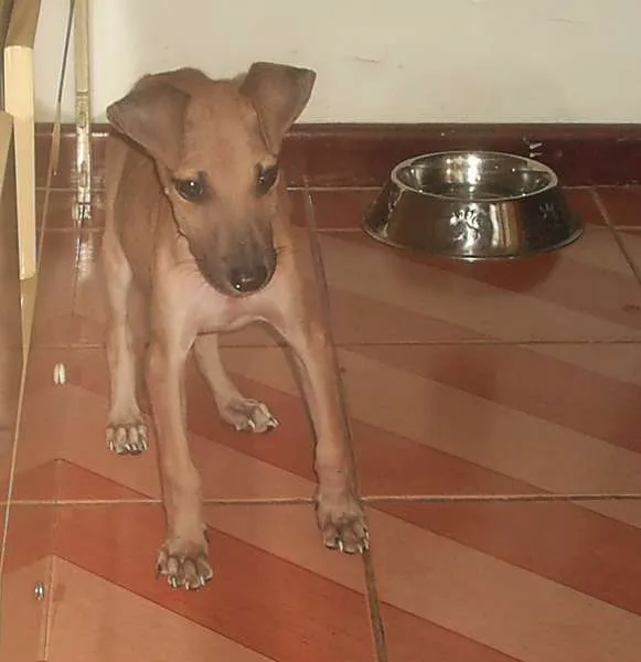 Cachorro raça Vira lata idade 2 a 6 meses nome Lobinho