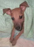 Lobinho