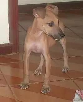 Cachorro raça Vira lata idade 2 a 6 meses nome Lobinho