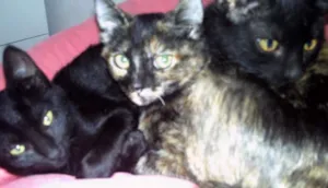 Gato raça sem raça definida idade 2 a 6 meses nome Peta, Peto e Cupcake 