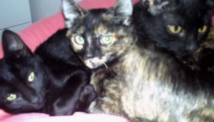 Gato ra a sem raça definida idade 2 a 6 meses nome Peta, Peto e Cupcake 
