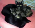 Peta, Peto e Cupcake 