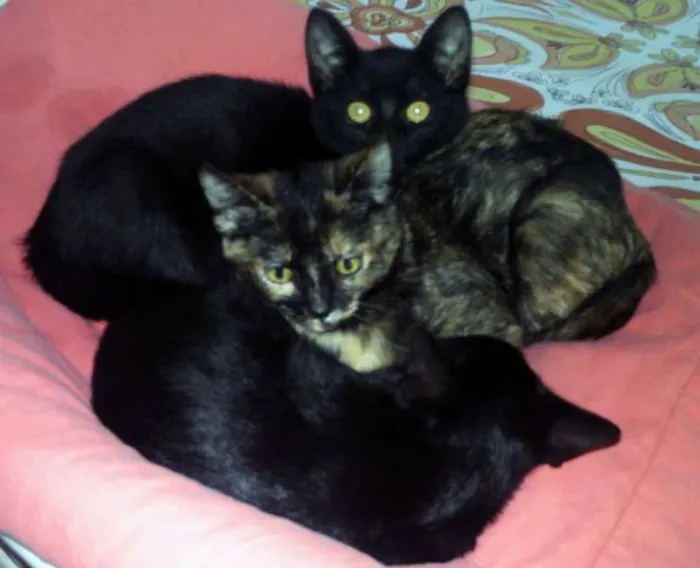 Gato ra a sem raça definida idade 2 a 6 meses nome Peta, Peto e Cupcake 