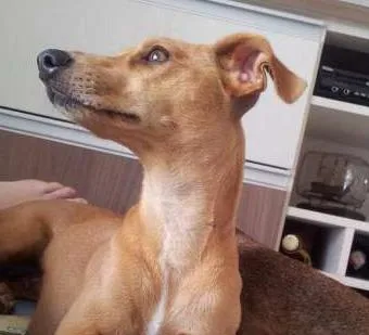 Cachorro ra a Vira Lata idade 2 anos nome Lu