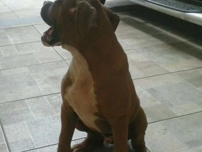 Cachorro ra a Boxer idade 1 ano nome Fred