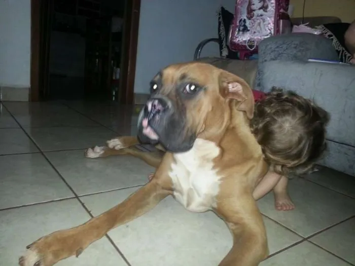 Cachorro ra a Boxer idade 1 ano nome Fred