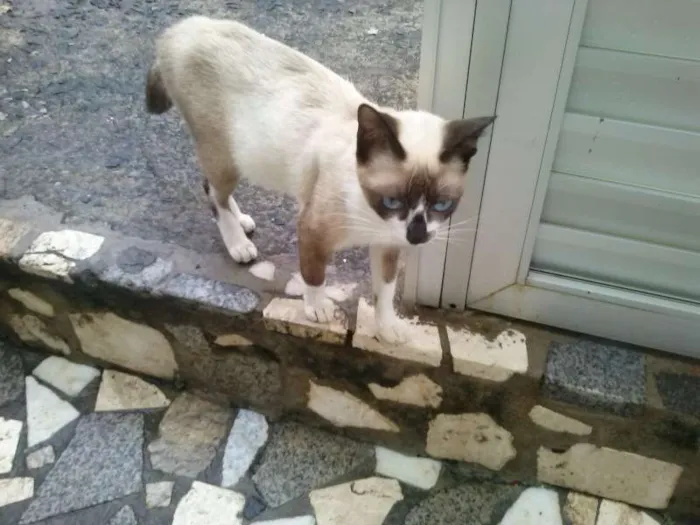 Gato raça  idade 7 a 11 meses nome Princesa