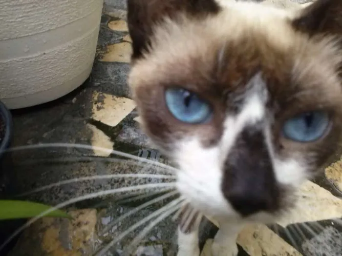 Gato raça  idade 7 a 11 meses nome Princesa