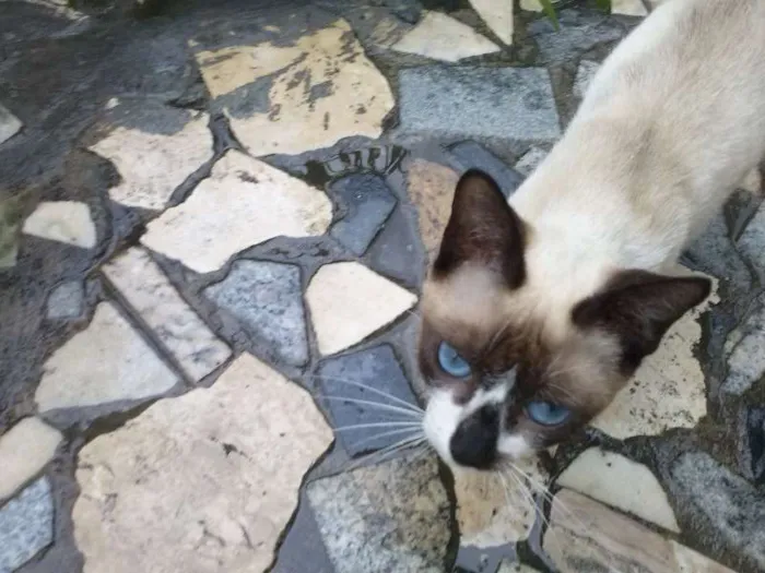 Gato raça  idade 7 a 11 meses nome Princesa