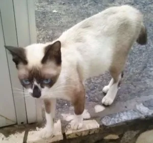 Gato raça  idade 7 a 11 meses nome Princesa