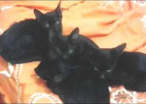 Gato raça  idade 2 a 6 meses nome sem nomes