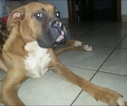 Cachorro raça Boxer idade 1 ano nome Fred