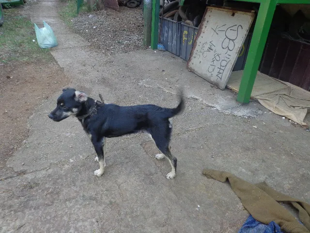 Cachorro ra a  idade 7 a 11 meses nome Spike