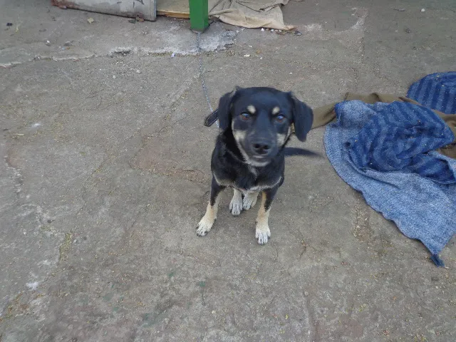 Cachorro ra a  idade 7 a 11 meses nome Spike
