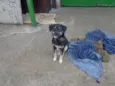 Spike