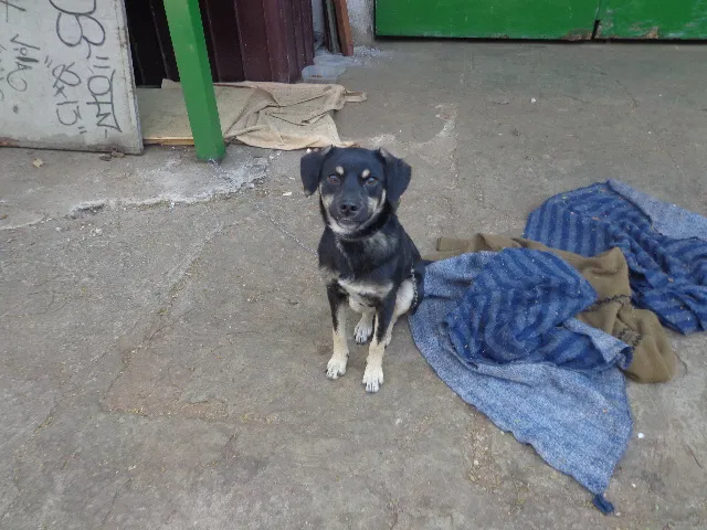 Cachorro ra a  idade 7 a 11 meses nome Spike