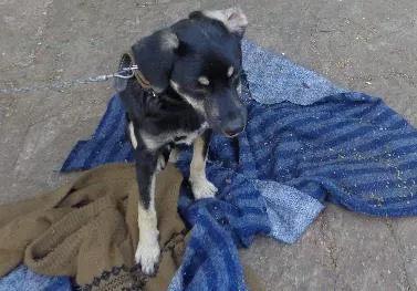 Cachorro ra a  idade 7 a 11 meses nome Spike