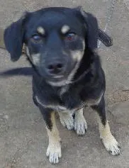 Cachorro ra a  idade 7 a 11 meses nome Spike
