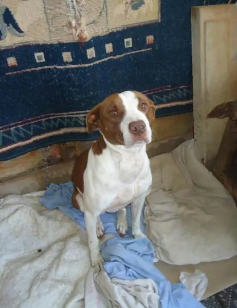 Cachorro ra a Mix Pitbull idade 1 ano nome Bella