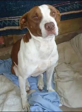Cachorro raça Mix Pitbull idade 1 ano nome Bella