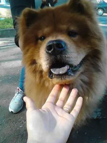 Cachorro ra a chow chow idade 2 a 6 meses nome Akim