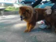 Akim