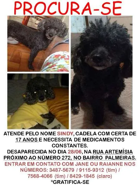 Cachorro raça Poodle idade 6 ou mais anos nome Sindy GRATIFICA