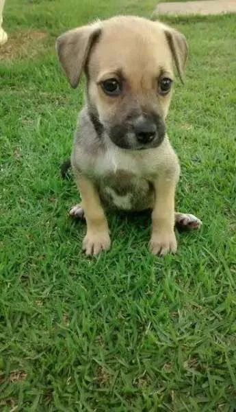 Cachorro ra a Diversas idade  nome Lindos filhotes e a