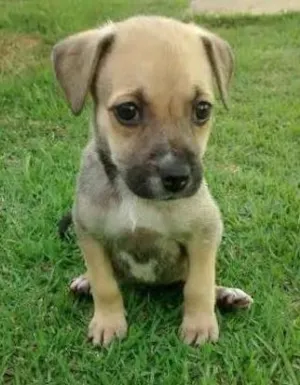 Cachorro raça Diversas idade  nome Lindos filhotes e a