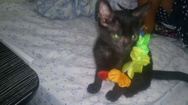 Gato ra a  idade 2 a 6 meses nome PINGO