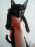 PINGO