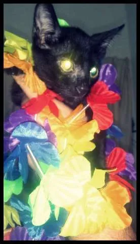Gato ra a  idade 2 a 6 meses nome PINGO