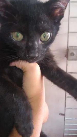 Gato raça  idade 2 a 6 meses nome PINGO