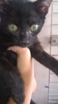 PINGO