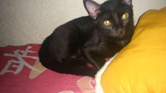 Gato ra a  idade 2 a 6 meses nome PINGO